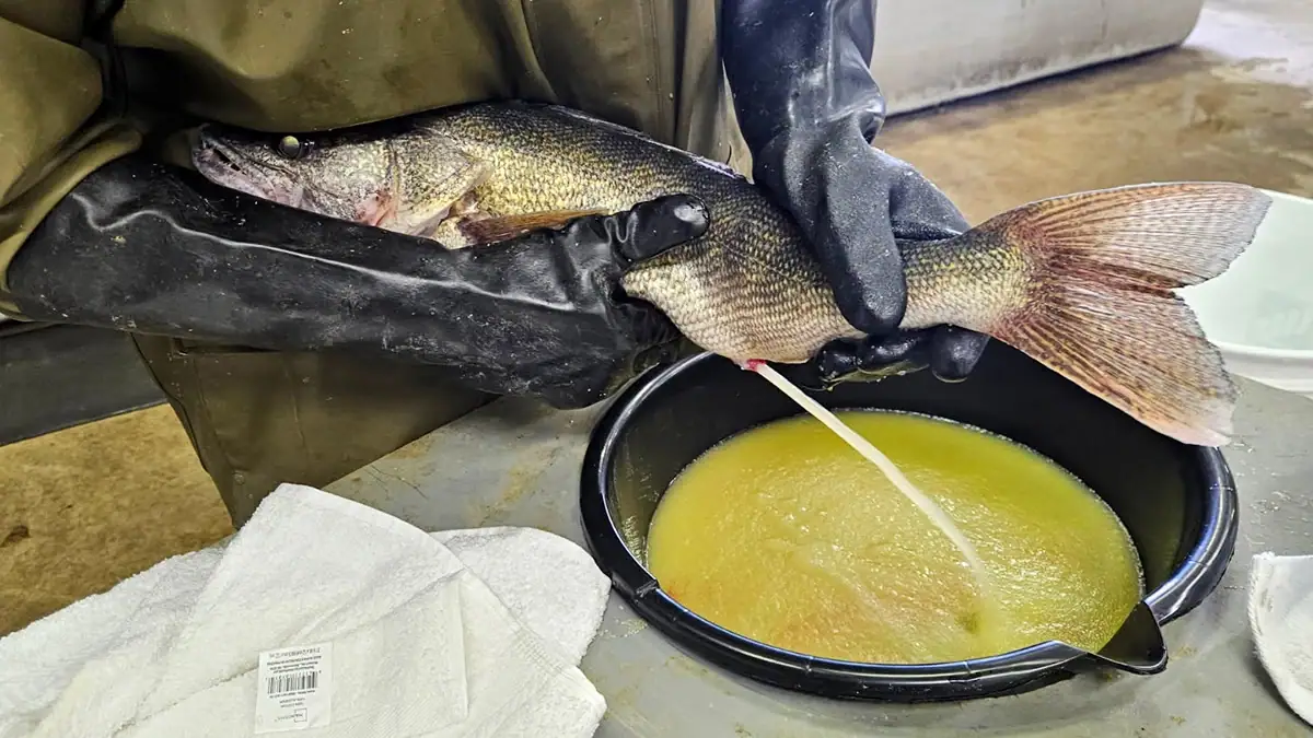A hatchery worker expressed eggs from a female walleye at the Storm Lake station in Iowa.