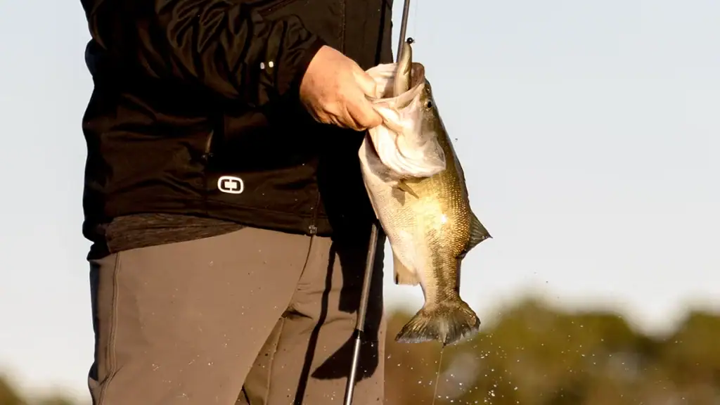 Bass caught on a Lew's spinner