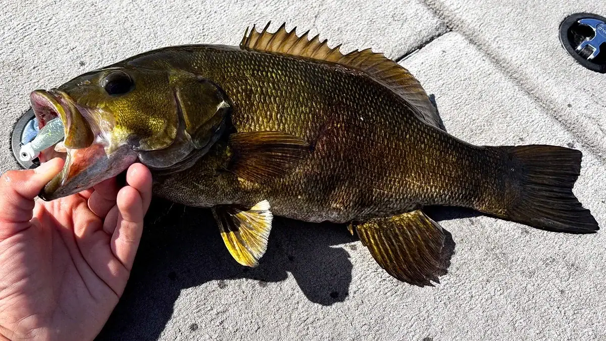 A bass on the deck of a boat with a lure in its mouth.