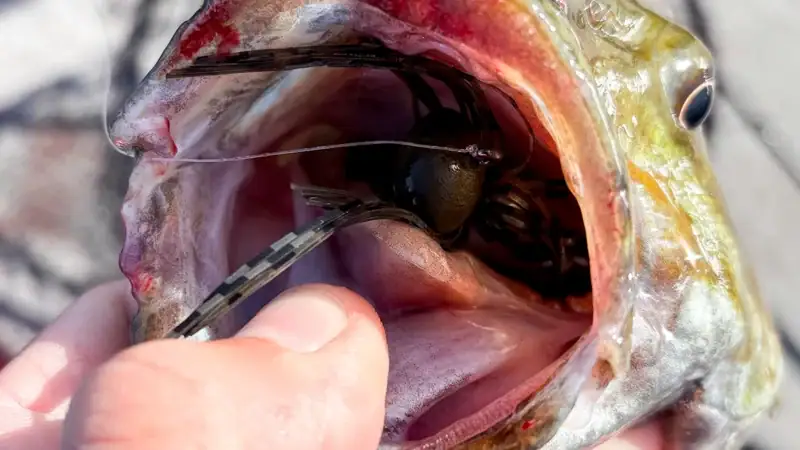 A finger holds open the mouth of a bass to show off the lure lodged deep inside.