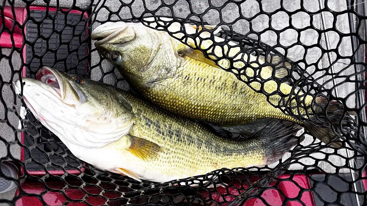 Two bass in a net on the deck of a boat.