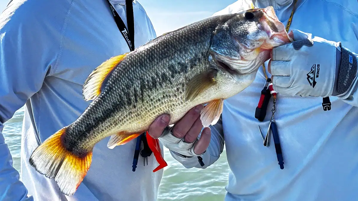 A close up of a bass being held on the water.