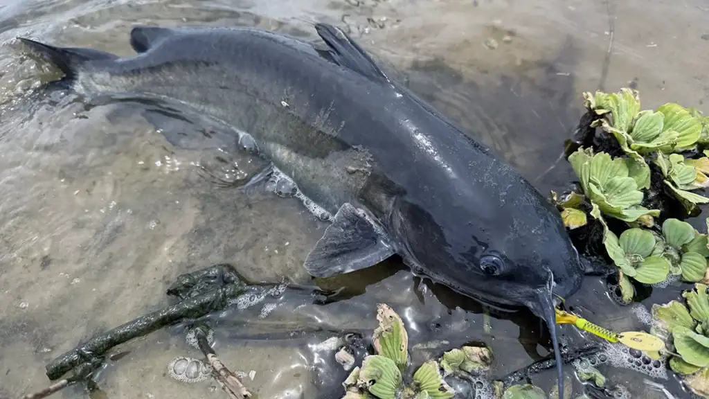 Catfish caught on a Z-Man ChatterTail