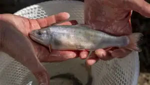 State Biologists Plan to Genetically Modify Invasive Brook Trout into Oblivion