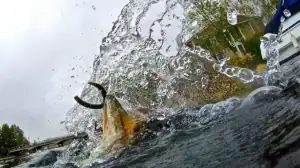 While not a fish locator like a crankbait, a slowly worked Senko in shallow water can generate explosive blow-ups when they won’t chase a fast-moving lure.