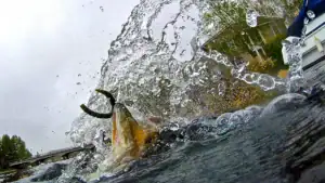 The Next Time You’re Bass Fishing, Go from Zero to Hero with These 5 Senko Tips
