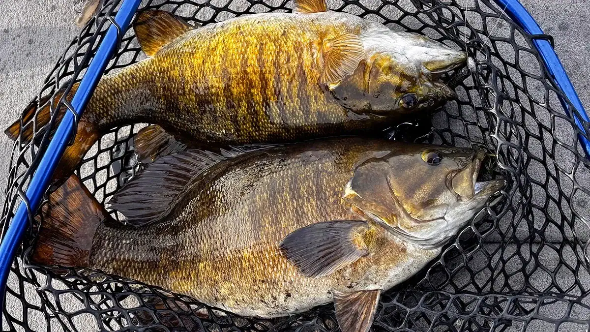 Many anglers believe the modern era of world-class Great Lakes smallmouth fishing simply wouldn’t exist without gobies.