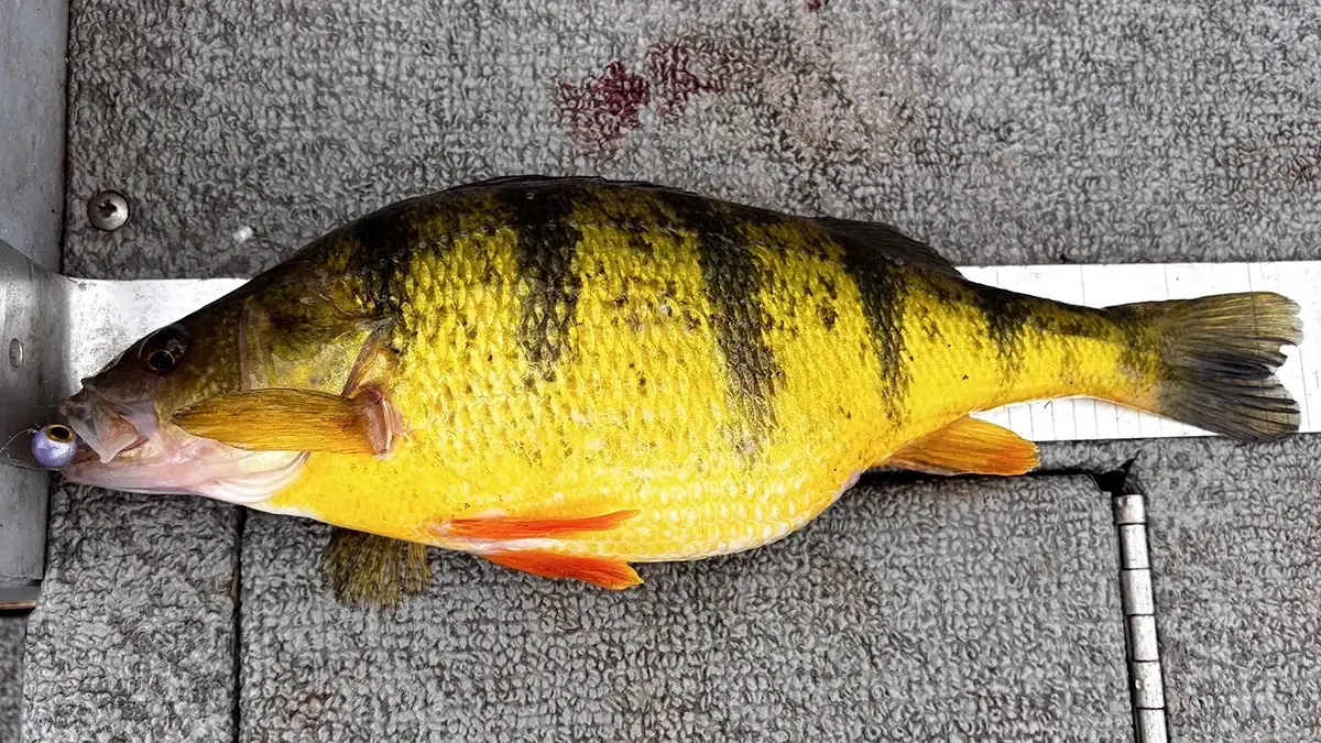 Yellow perch benefit from the introduction of gobies, particularly larger perch capable of eating juvenile baitfish.