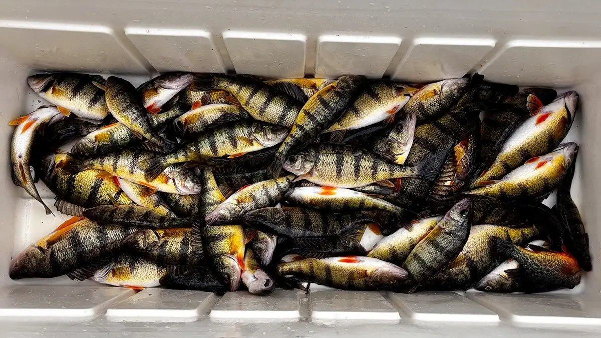 A cooler filled with fish that may have been caught with the help of a lucky charm or two.