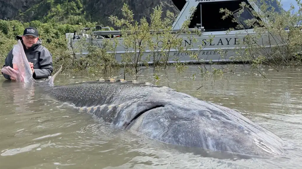 giant sturgeon