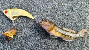 A goby hooked on a lure.