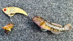 Are Gobies the Best Accident to Ever Happen in Great Lakes Fisheries?