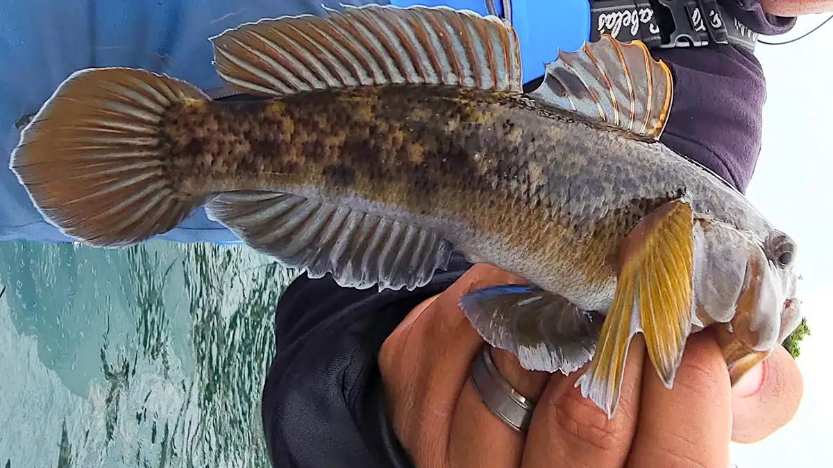 A man holds up a goby.