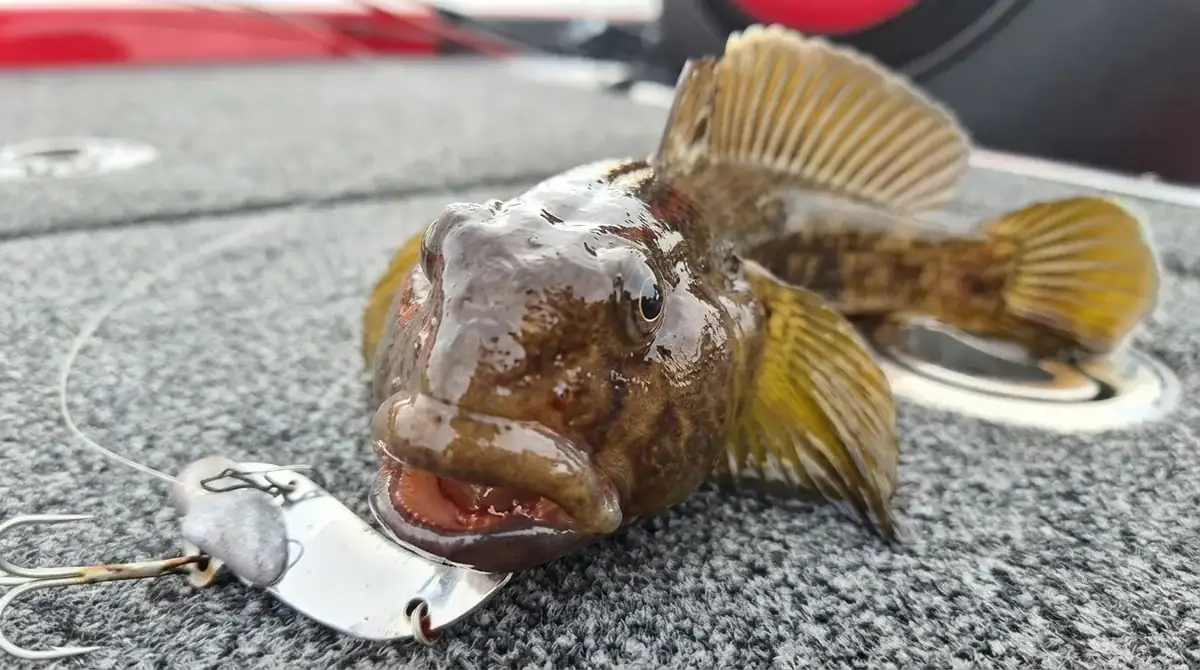 A goby on the deck of a boat.