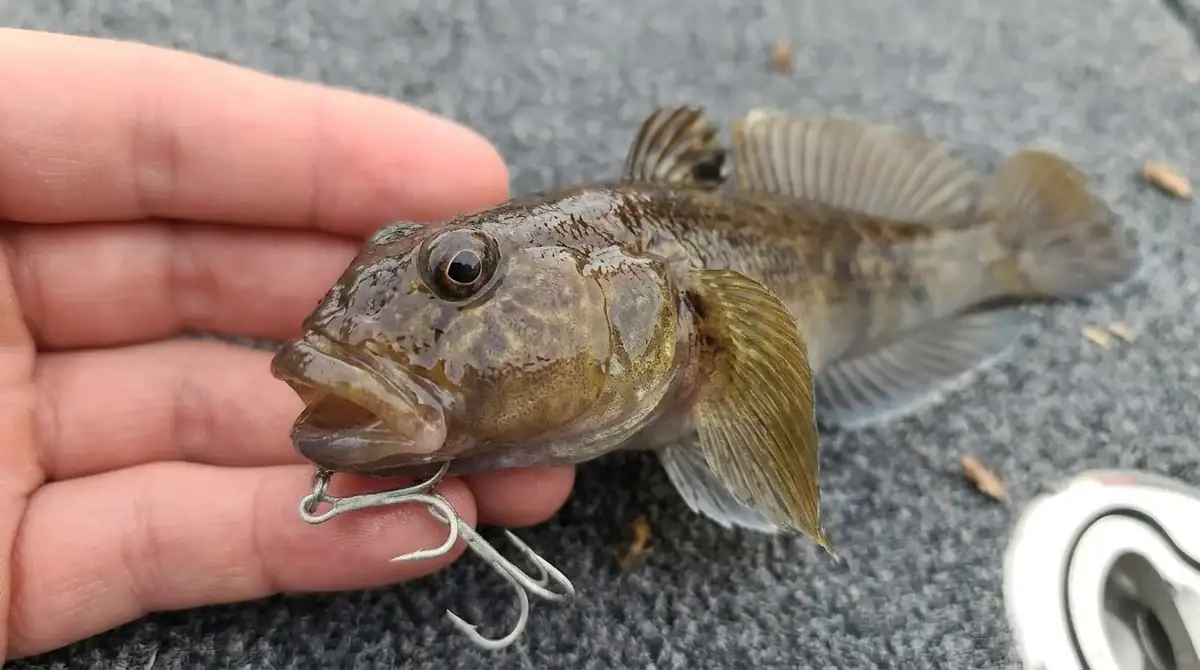 A goby on a hook.