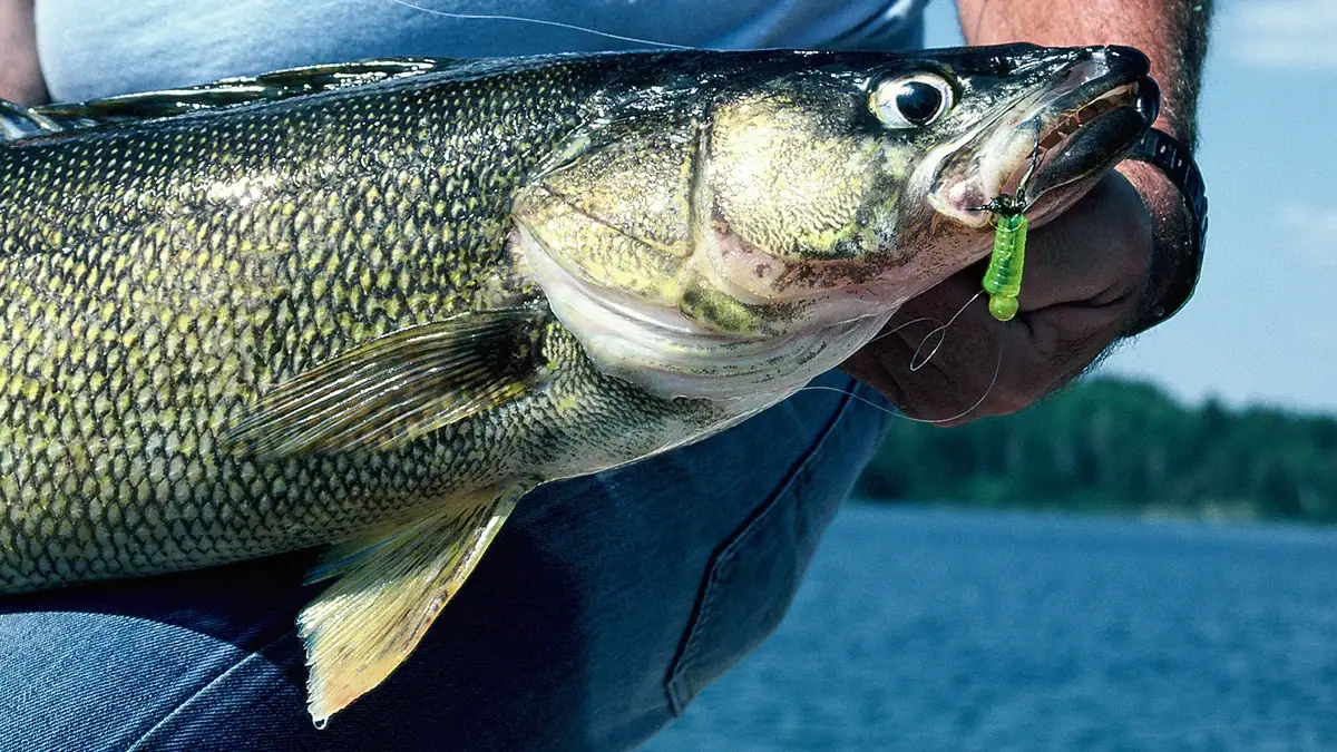 Two recently introduced Michigan bills have proposed allowing commercial netters to harvest both walleye and lake trout.