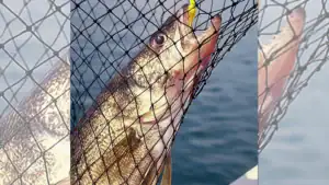 Walleye Could Be Commercially Harvested in Michigan — and Anglers Are Furious