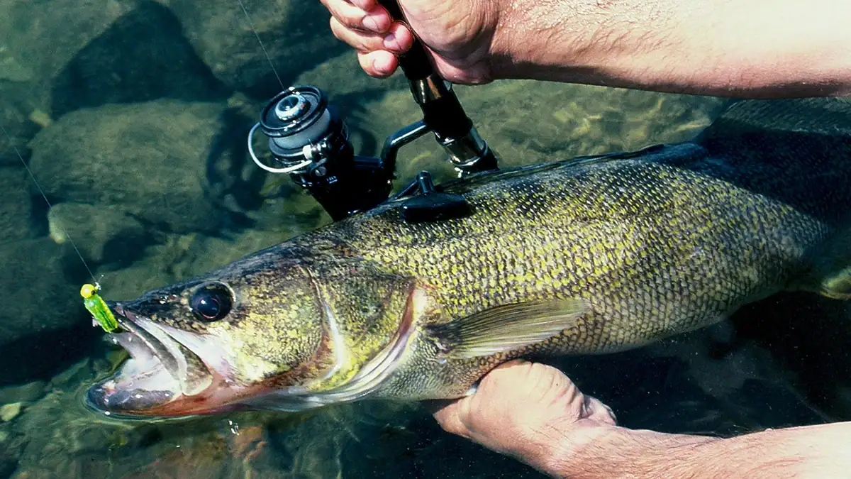 Two proposed Michigan bills set their sights on allowing commercial netters to target walleye and lake trout.
