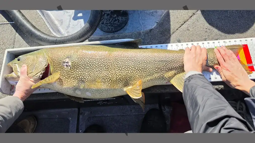 record lake trout