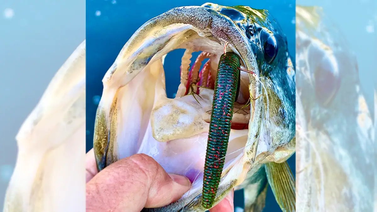 Contrary to many, the author has found that small size-1 or even size-2 octopus-style hooks for Senkos, without O-ring collars, offer a stealthy approach that triggers more bites.