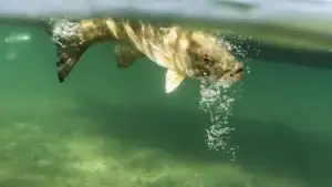 Are Some Bass Easier to Catch?