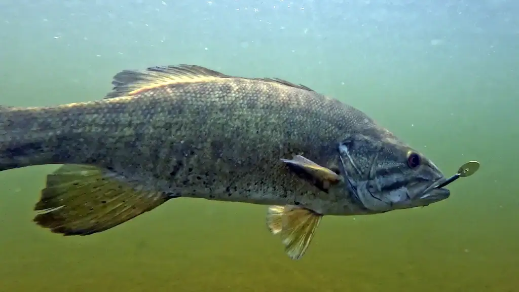 Smallmouth bass underwater with Z-Man chattertail