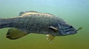 Smallmouth bass underwater with Z-Man chattertail
