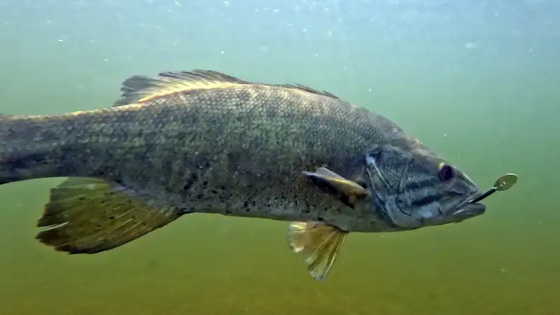 Smallmouth bass underwater with Z-Man chattertail