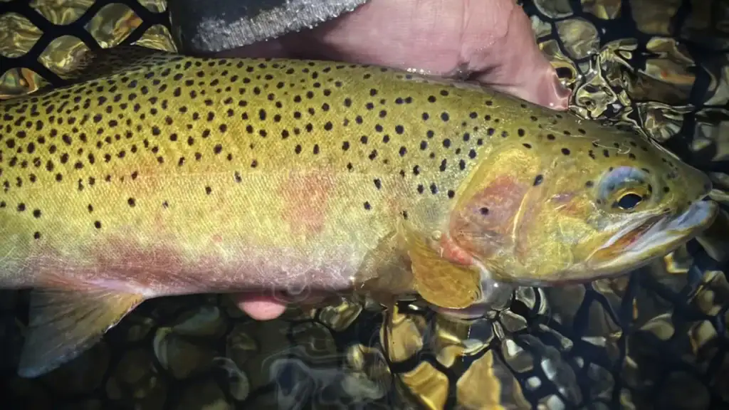 westslope cutthroat trout