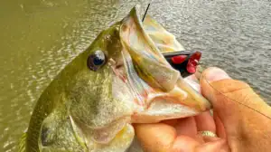 Lead image for the lures we're throwing this July: the SPRO Poppin’ Frog.