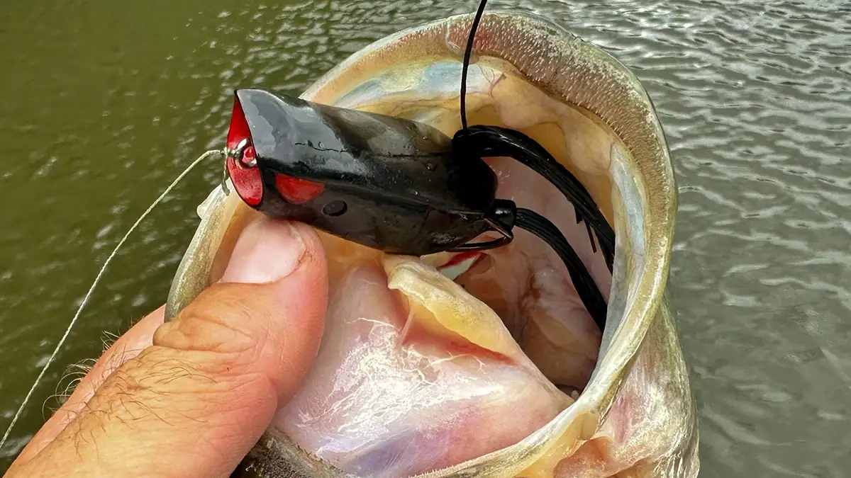 What lures we're throwing this July: the SPRO Poppin’ Frog.