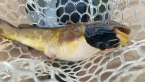 Catfish Are Catching Cancer from Each Other in This One Lake