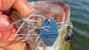 Reviewing Z-Man's ChatterBait EVO HD: A fish gobbled this bait right up.