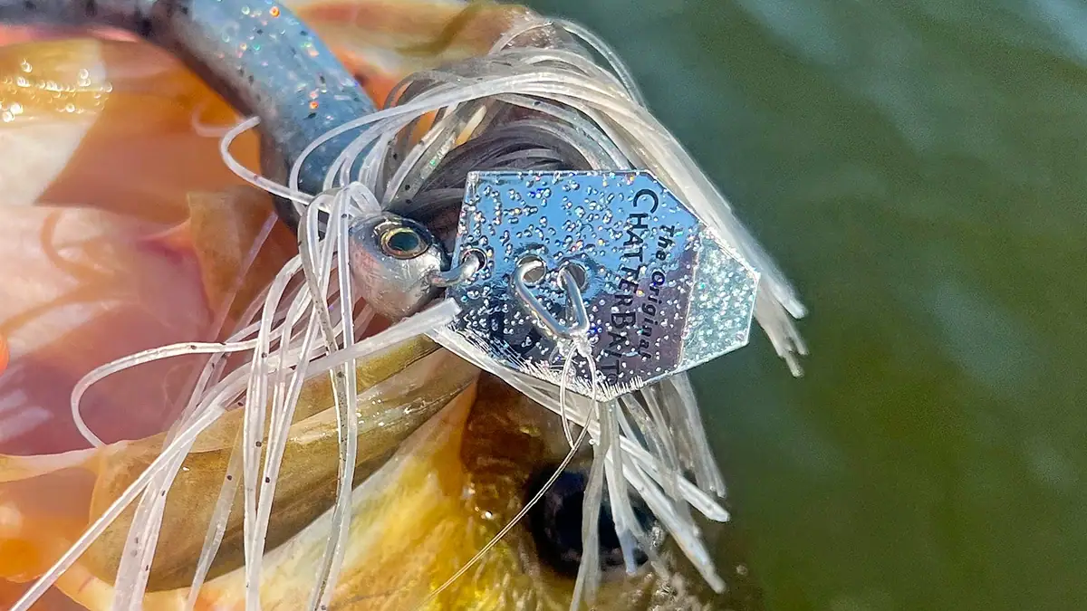 Reviewing Z-Man's ChatterBait EVO HD: A close-up of the painted heads and blades on a hooked fish.