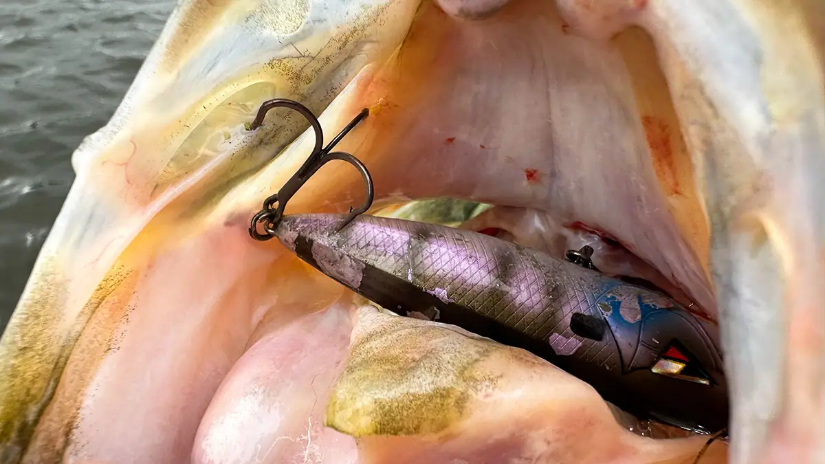 Looking inside the mouth of a fish that gobbled up Gamakatsu Outsider Treble Hooks used on a Team Ark Topwater Popper.