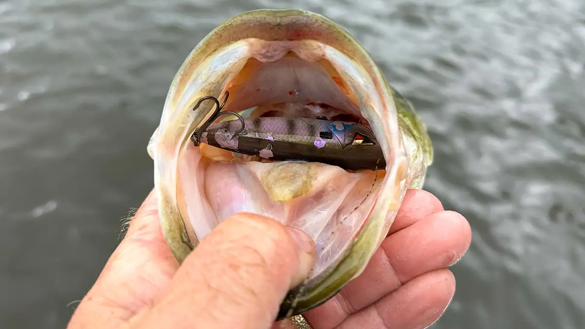 Catching fish with Gamakatsu Outsider Treble Hooks used on a Team Ark Topwater Popper.