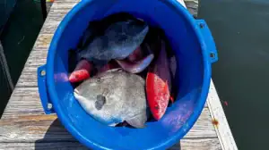 A bucket of fish caught at Gulf Shores, Alabama.