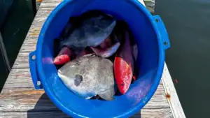 A bucket of fish caught at Gulf Shores, Alabama.
