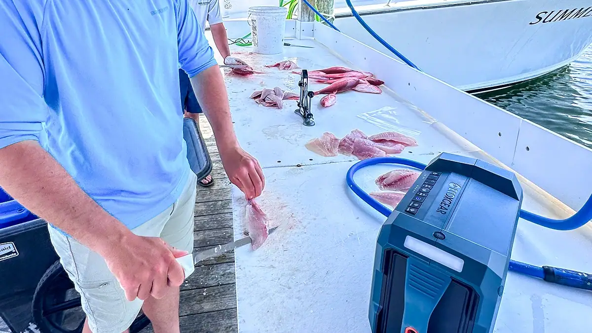 Filets of freshly caught fish right on the water at Gulf Shores, Alabama.