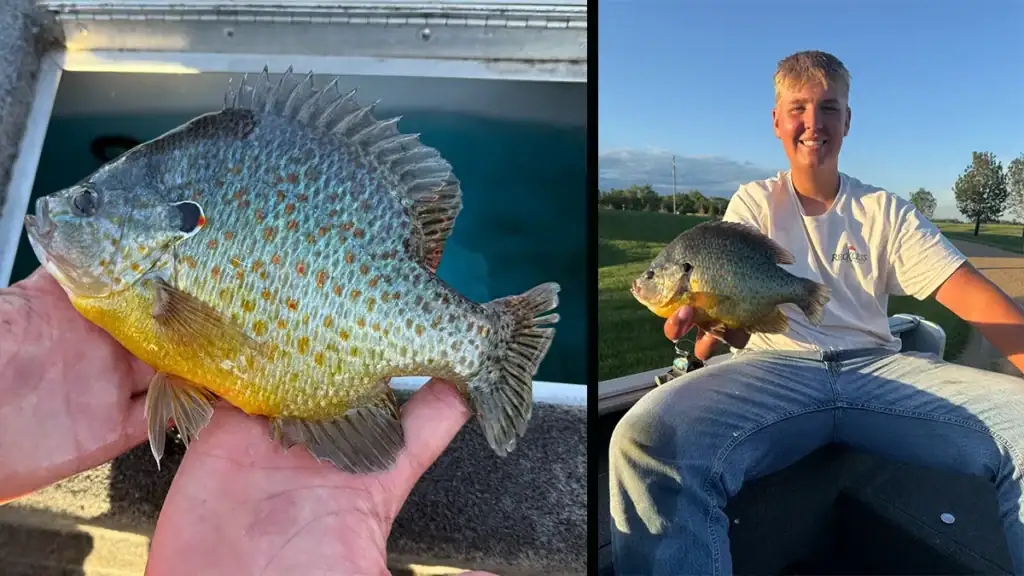 Jack Backman and SD record pumpkinseed