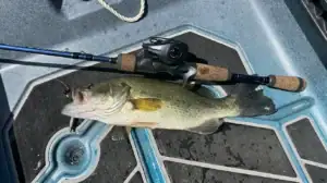 KastKing Kestrel Elite with bass