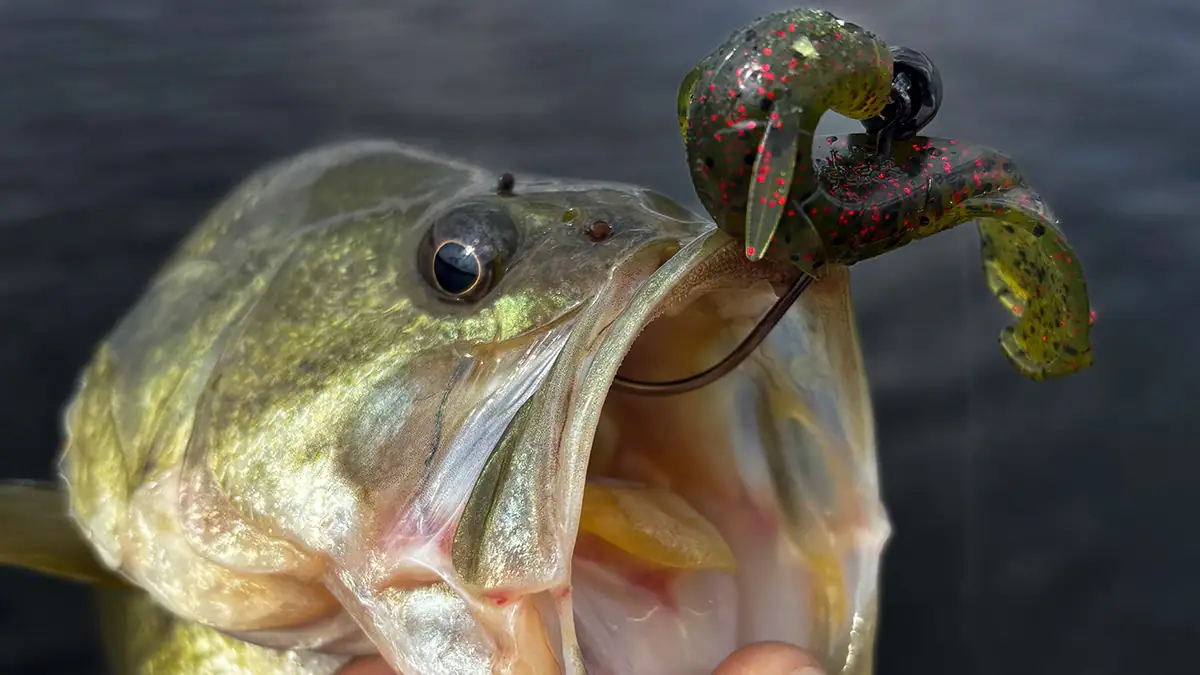 The Lake Fork Pro Craw hooked on a fish.