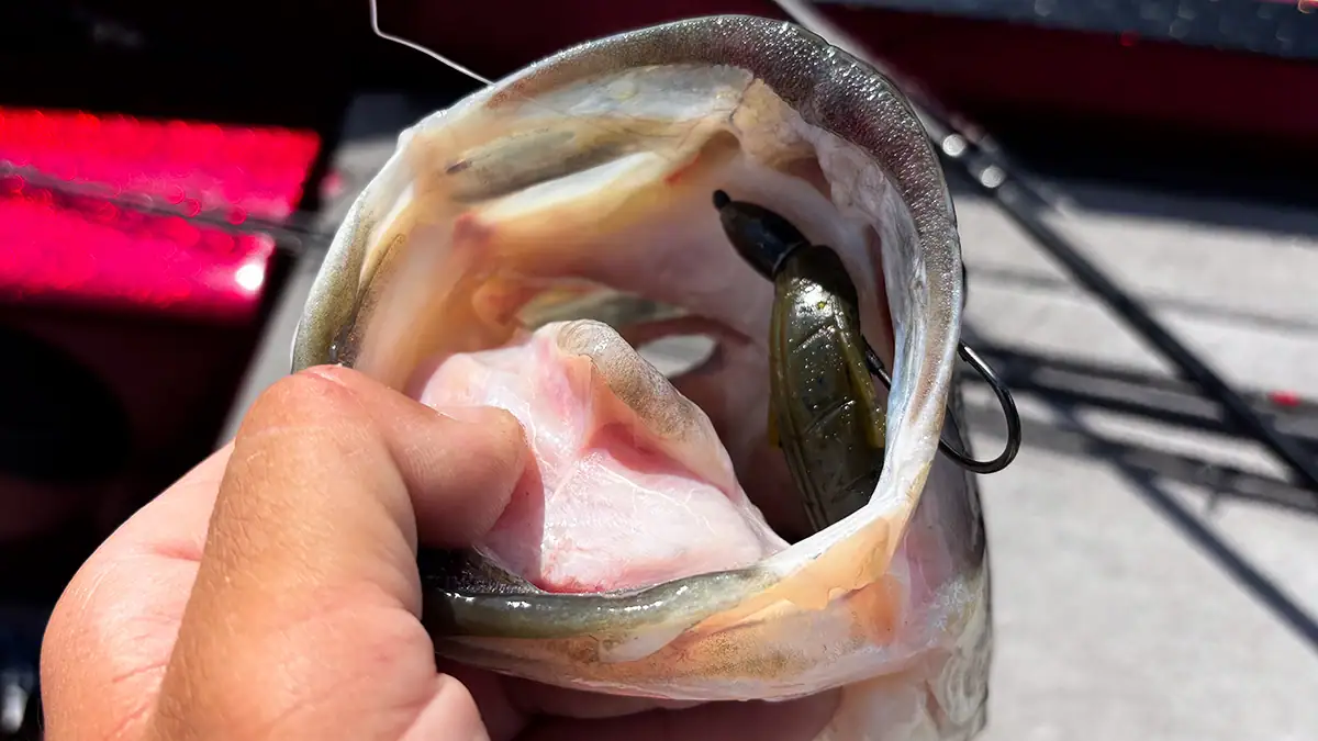 A fish that gobbled up the Lake Fork Pro Craw.