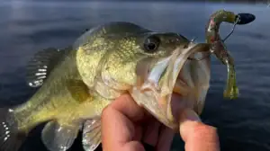 A fish that got hooked on a Lake Fork Pro Craw.