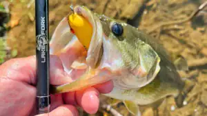 Lake Fork Silver Series Rod Review: Premium Performance Without a Premium Price