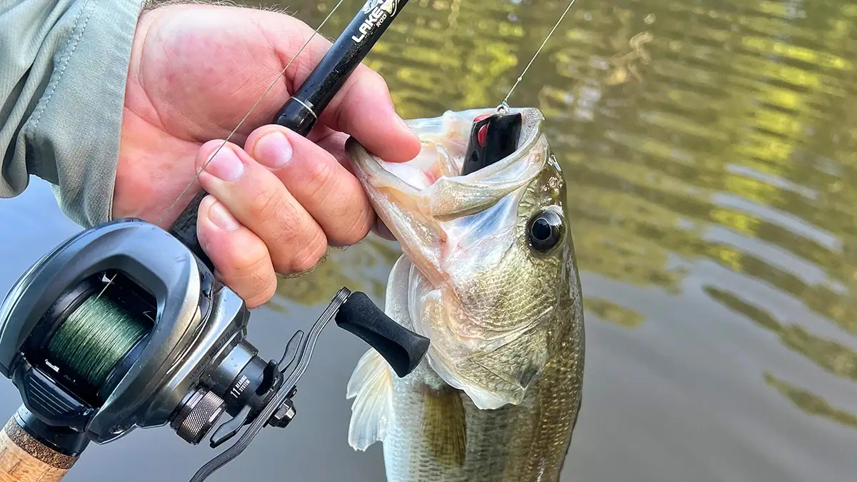 Another fish caught while testing the Lake Fork Silver Series.