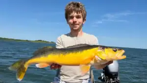 Angler Catches and Releases Incredibly Rare Golden Walleye