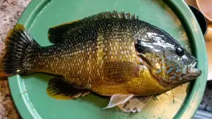 Farm Pond Angler Breaks State Green Sunfish Record from 2018
