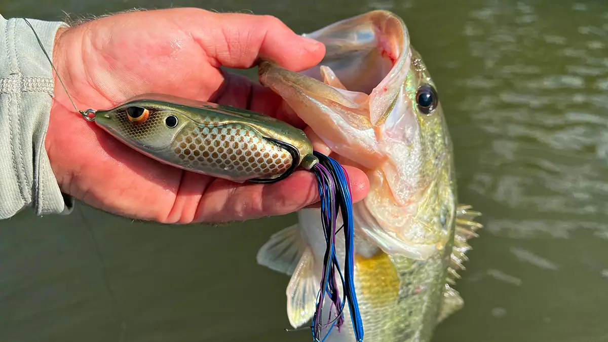 Hollow-Body Baits: A fish and the SPRO Bronzeye King Daddy Frog.