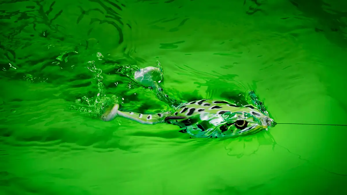 A SPRO Flappin Frog in the water.
